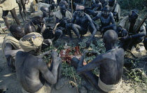 Ethiopia, General, Mursi tribesmen feasting after Nitha Age Set Ceremony.