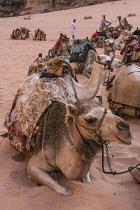 Jordan, Wadi Rum Protected Area, Dromedaries or Arabian camels, Camelus dromedarius, in the Wadi Rum Protected Area, a UNESCO World Heritage Site.