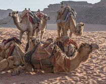 Jordan, Wadi Rum Protected Area, Dromedaries or Arabian camels, Camelus dromedarius, in the Wadi Rum Protected Area, a UNESCO World Heritage Site.