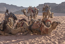 Jordan, Wadi Rum Protected Area, Dromedaries or Arabian camels, Camelus dromedarius, and their herder in the Wadi Rum Protected Area, a UNESCO World Heritage Site.