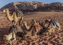 Jordan, Wadi Rum Protected Area, Dromedaries or Arabian camels, Camelus dromedarius, in the Wadi Rum Protected Area, a UNESCO World Heritage Site.