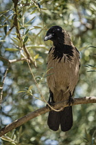 Israel, Jerusalem, Mount of Olives, A Hooded Crow, Corvus cornix. The Hooded Crow is a Eurasian bird species widely distributed in Northern, Eastern, and Southeastern Europe and parts of the Middle Ea...