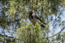 Israel, Jerusalem, Mount of Olives, A Hooded Crow, Corvus cornix. The Hooded Crow is a Eurasian bird species widely distributed in Northern, Eastern, and Southeastern Europe and parts of the Middle Ea...