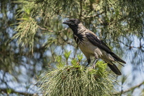Israel, Jerusalem, Mount of Olives, A Hooded Crow, Corvus cornix. The Hooded Crow is a Eurasian bird species widely distributed in Northern, Eastern, and Southeastern Europe and parts of the Middle Ea...