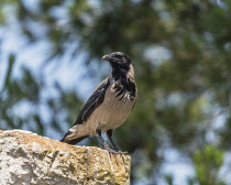 Israel, Jerusalem, Mount of Olives, A Hooded Crow, Corvus cornix. The Hooded Crow is a Eurasian bird species widely distributed in Northern, Eastern, and Southeastern Europe and parts of the Middle Ea...