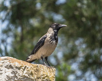 Israel, Jerusalem, Mount of Olives, A Hooded Crow, Corvus cornix. The Hooded Crow is a Eurasian bird species widely distributed in Northern, Eastern, and Southeastern Europe and parts of the Middle Ea...