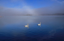 Ireland, County Roscommon, Lough Key Forest Park near Boyle, swans on mist shrouded lough with McDermott's Castle in the background.