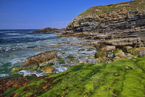 Ireland, County Sligo, Mullaghmore, Rocky coastline with cliff and seaweed in the foreground.