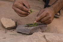 Jordan, Wadi Rum Protected Area, A Bedouin man crushes the twigs of desert species of saltwort, Seidlitzia rosmarinus, to make a traditional soap in the Wadi Rum Protected Area, a UNESCO World Heritag...