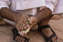 Jordan, Wadi Rum Protected Area, A Bedouin man crushes the twigs of desert species of saltwort, Seidlitzia rosmarinus, to make a traditional soap in the Wadi Rum Protected Area, a UNESCO World Heritag...