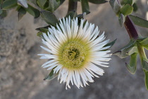 Plants,  A flower of the ice plant or sour fig, Carpobrotus edulis, an invasive species originally from South Africa.