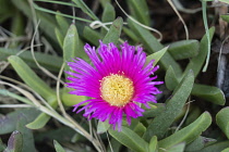 Plants, A flower of the ice plant or sour fig, Carpobrotus edulis, an invasive species originally from South Africa.