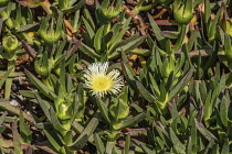 Plants, A flower of the ice plant or sour fig, Carpobrotus edulis, an invasive species originally from South Africa.