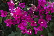 Israel, Mount of the Beatitudes, Bougainvillea flowers on the grounds of the Church of the Beatitudes near Tabgha and Capernaum.