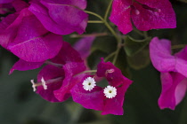 Israel, Mount of the Beatitudes, Bougainvillea flowers on the grounds of the Church of the Beatitudes near Tabgha and Capernaum.