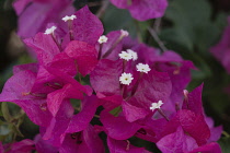 Israel, Mount of the Beatitudes, Bougainvillea flowers on the grounds of the Church of the Beatitudes near Tabgha and Capernaum.