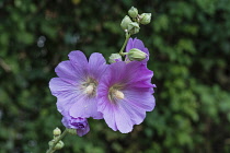 Israel, Caesarea Philippi, Hermon Springs Nature Reserve, A Bristly Hollyhock or Galilee Hollyhock, Alcea setosa, in bloom in the Herman Stream (Banyas) Nature Reserve in Galilee in northern Israel. I...