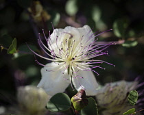 Israel, Jerusalem, Mount of Olives, A caper flower, also called Flinders rose, Capparis spinosa, in bloom.