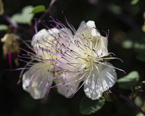 Israel, Jerusalem, Mount of Olives, A caper flower, also called Flinders rose, Capparis spinosa, in bloom.