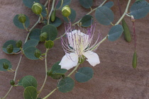 Jordan, Petra, A caper flower, also called Flinders rose, Capparis spinosa, in bloom amid the ruins. Petra Archeological Park is a Jordanian National Park and a UNESCO World Heritage Site.