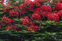 Israel, Tiberius, A Royal Poinciana, Flame Tree or Flamboyant Tree, Delonix regia, in bloom in Tiberius, a resort town on the shore of the Sea of Galilee.