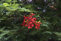 Israel, Tiberius, A Royal Poinciana, Flame Tree or Flamboyant Tree, Delonix regia, in bloom in Tiberius, a resort town on the shore of the Sea of Galilee.