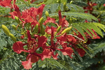 Israel, Bet She'an, Bet She'an National Park, Red blossoms on a Flame Tree, Delonix regia, in northern Israel. It is also known as the Royal Poinciana or Flamoyant. The tree now grows in sub-tropical...
