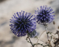 Israel, Galilee, Nazareth, Common Globe Thistle, Echinops adenocaulos.