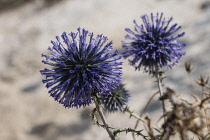 Israel, Galilee, Nazareth, Common Globe Thistle, Echinops adenocaulos.