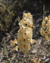 Israel, Bet She'an, Bet She'an National Park, Molucca Balm, Shell Flower, or Bells of Ireland - Moluccella laevis, is a member or the mint family and is native to Turkey, the Caucasus and the Levant.