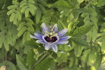 Palestine, Bethany, A Passionflower, Genus Passiflora, in bloom in the town of Bethany in the West Bank of the Occupied Palestinian Territory.