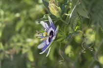 Palestine, Bethany, A Passionflower, Genus Passiflora, in bloom in the town of Bethany in the West Bank of the Occupied Palestinian Territory.