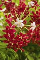 Israel, Tiberius, Rangoon creeper or Chinese honeysuckle, Combretum indicum, on the gardens of a hotel in Tiberius in Israel. It is native to Asia but is widely cultivated elsewhere. In Asia, it is us...