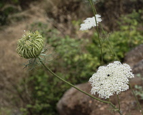 Israel, The flowers and a seed head of a wild carrot, also known as Queen Anne's Lace, Daucus carota, Daucus maxima, in the Tel Dan Nature Reserve in Galilee.