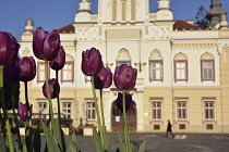 Romania, Timis, Timisoara, Tulips with Serbian Orthodox Bishop's house on Piata Unirii, old town.