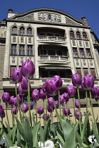 Romania, Timis, Timisoara, Secession buildings on Piata Victoriei with tulips, old town.