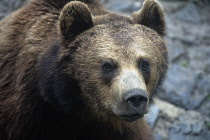 Romania, Timis, Timisoara, European brown bear, zoo.