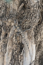 Israel, A Roughtail Rock Agama, Stellagama stellio, also known as the Starred Agama, on a tree at the archeological site of Magdala on the Sea of Galilee.