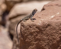 Jordan, Petra, A male Sinai Agama, Pseudotrapelus sinaitus, basking on a rock in the Petra Archeological Park , a UNESCO World Heritage Site in the