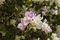 Palestine, Qumram National Park, Bougainvillea species flowers in bloom in Qumram National Park in the Occupied Territory of the West Bank.