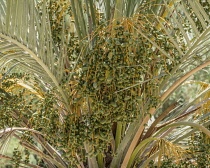 Palestine, Occupied Palestinian Territory, Qasr el Yahud, Date Palm, Phoenix dactylifera, growing next to the Jordan River in the Occupied Terrritory of the West Bank.