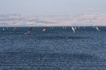 Israel, Sea of Galilee, Windsurfers sailing near the north shore of the Sea of Galilee at Capernaum in Israel. On the far shore of the lake are the Golan Heights.