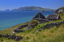 Ireland, County Kerry, Abandoned houses near Slea Head with a tethered goat admiring the view and the Blasket Islands in the background.