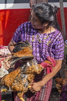 Guatemala, Solola Department, Santiago Atitlan, A Mayan woman in a traditional huipil blouse carries the live rooster she just bought in the weekly open market.