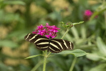 Zebra Longwing or Zebra Heliconia Butterfly, (Heliconius charitonia), feeding on a flower near Panajachel, Guatemala