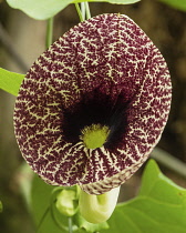 A beautiful Calico Flower or Elegant Dutchman's Pipe, Aristolochia littoralis, in the Atitlan Nature Reserve near Panajachel, Guatemala.