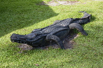 Guyana, Demerara-Mahaica Region, Georgetown, This sculpture of a crocodile in the Georgetown Zoological Park is made from old tires. An example of recycling and repurposing.