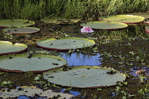 Guyana, Demerara-Mahaica Region, Georgetown, The Giant Water Lily or Queen Victoria's Water Lily, Victoria amazonica, is the world's largest water lily, with lily pads up to 3 meters or 9.8 feet in di...