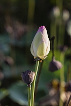 Guyana, Demerara-Mahaica Region, Georgetown, Lotus flower bud and seed pod, Nelumbo nucifera, in the Botanical Gardens. The lotus flower comes originally from India and is considered sacred to the Hin...