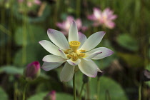 Guyana, Demerara-Mahaica Region, Georgetown, Lotus flower and seed pod, Nelumbo nucifera, in the Botanical Gardens. The lotus flower comes originally from India and is considered sacred to the Hindus...